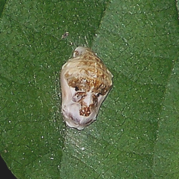 Harvester