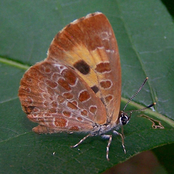 Harvester