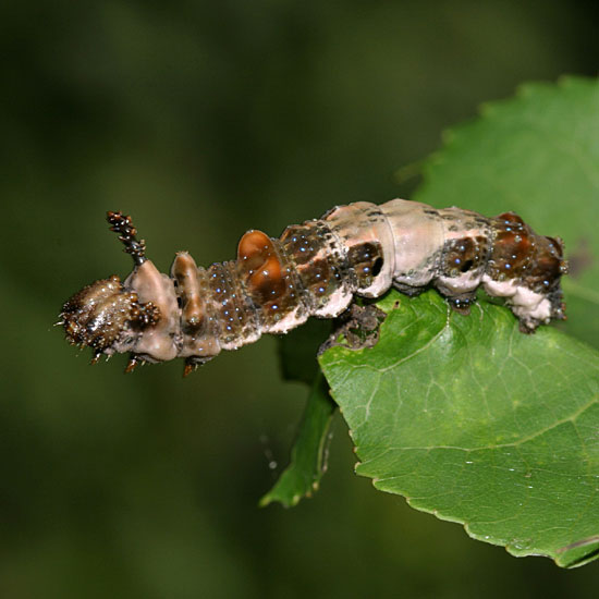 Red-spotted Admiral