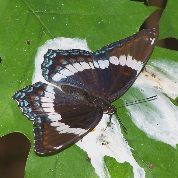 Red-spotted Admiral
