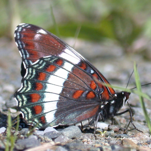 Red-spotted Admiral