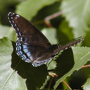 Red-spotted Admiral