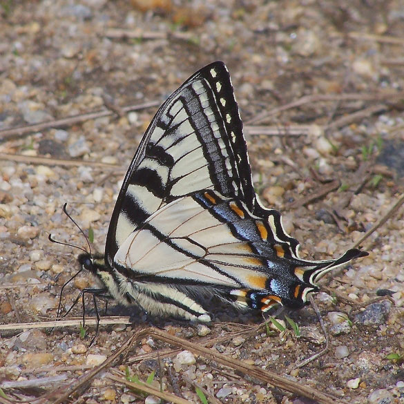 Canadian Tiger Swallowtail��