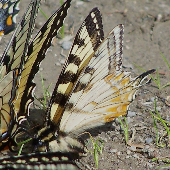 Canadian Tiger Swallowtail��