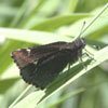 Common Roadside Skipper