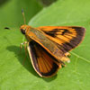 Delaware Skipper