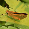 Delaware Skipper