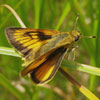 Delaware Skipper