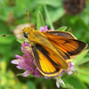 Delaware Skipper