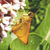 Delaware Skipper