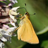 Delaware Skipper