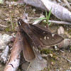 Dusted Skipper