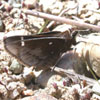 Dusted Skipper
