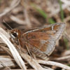 Dusted Skipper
