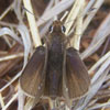 Dusted Skipper