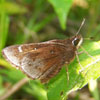 Dusted Skipper