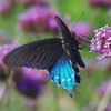 Pipevine Swallowtail