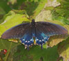Pipevine Swallowtail