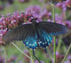 Pipevine Swallowtail
