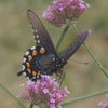Pipevine Swallowtail