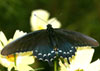 Pipevine Swallowtail