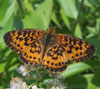 Silver-bordered Fritillary