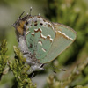 Juniper Hairstreak