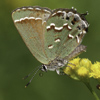 Juniper Hairstreak