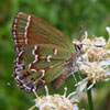 Juniper Hairstreak