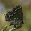 Juniper Hairstreak