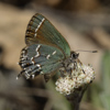 Juniper Hairstreak