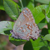 Hessel's Hairstreak