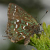 Hessel's Hairstreak