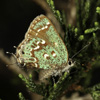Hessel's Hairstreak