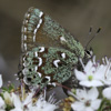 Hessel's Hairstreak