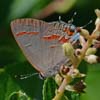 Red-banded Hairstreak