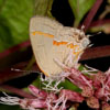 Red-banded Hairstreak