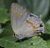 Red-banded Hairstreak