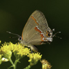 Red-banded Hairstreak