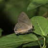 Red-banded Hairstreak