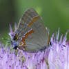 Red-banded Hairstreak