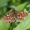 Arctic Skipper