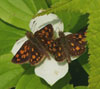Arctic Skipper