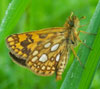 Arctic Skipper