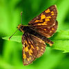 Arctic Skipper