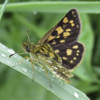 Arctic Skipper