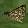 Arctic Skipper