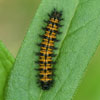 Harris' Checkerspot