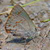 Early Hairstreak