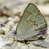 Early Hairstreak